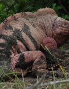 Conopholus martae Guido Gentile