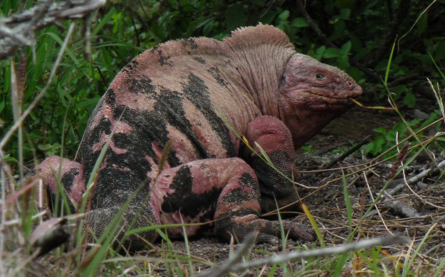 Conopholus martae Guido Gentile