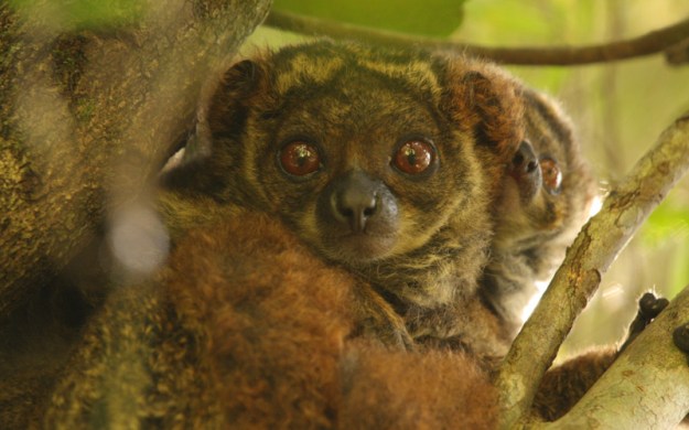 Lemuri Madagascar