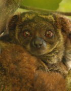 Lemuri Madagascar