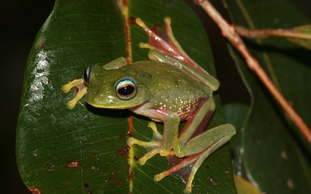 rana madagascar