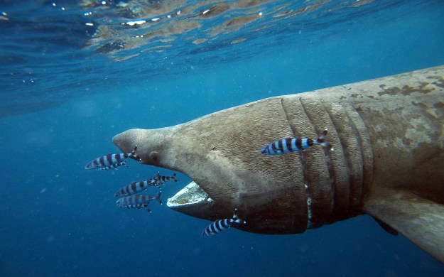 EgidioTrainito squalo elefante