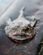 undersize monkfish Corey Arnold Ocean 2012