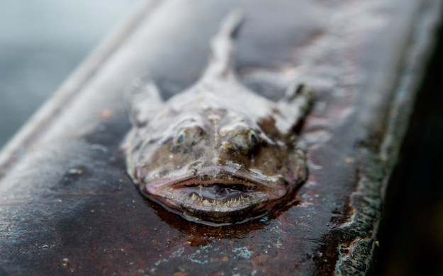 undersize monkfish Corey Arnold Ocean 2012